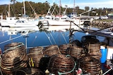 Rock Lobster pots at St Helens, Tasmania