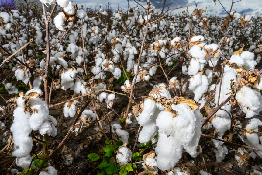 Bolls of cotton in a field.,