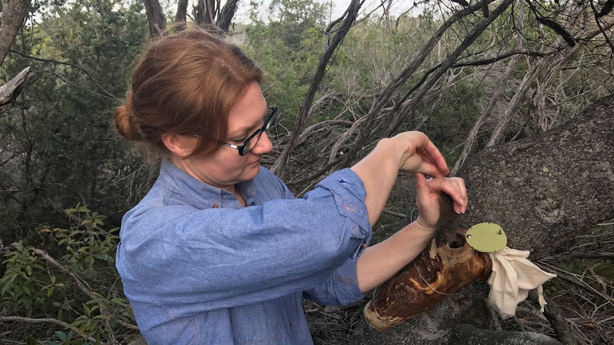 Dr Anson in the bush releasing a small marsupial.