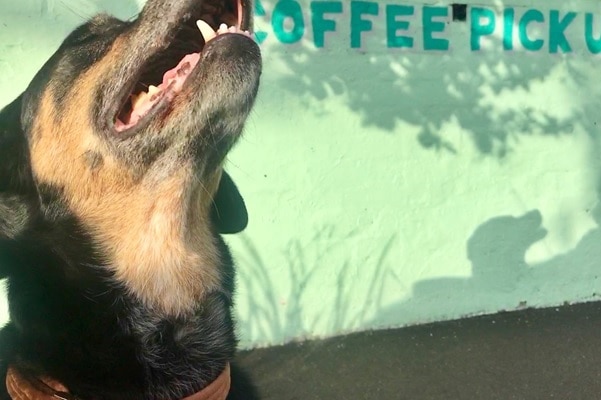 Dog happily looking up for story about how to lift yourself out of a bad day