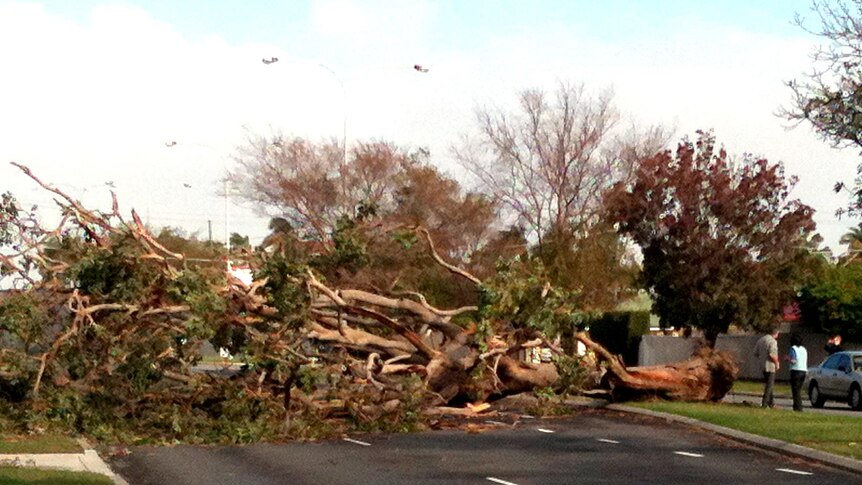 A tree falls across Willeri Drive in Parkwood, Perth, during a fierce storm.
