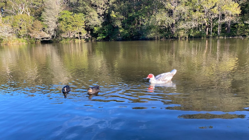 Three ducks on the water with trees in the background