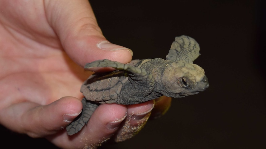A turtle hatchling in someone's hand