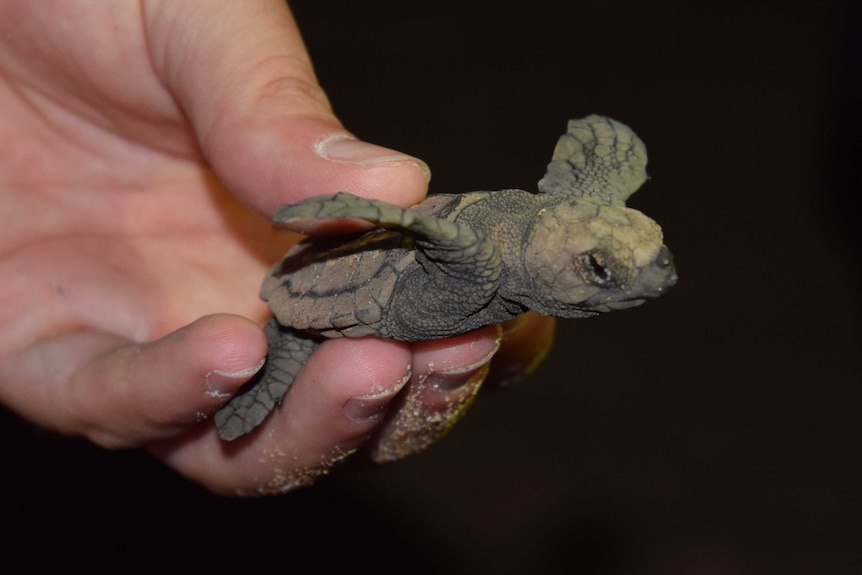 A tiny turtle being held in someone's hand