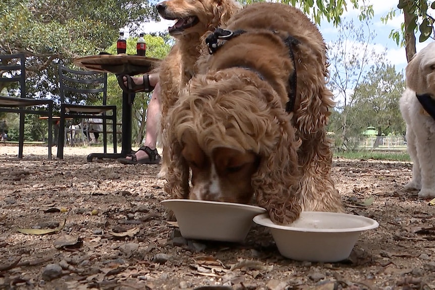 a dog drinking from a bowl at a park with other dogs standing behind