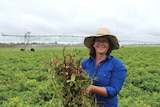 Irrigator Sarah Ciesiolka with a peanut crop.