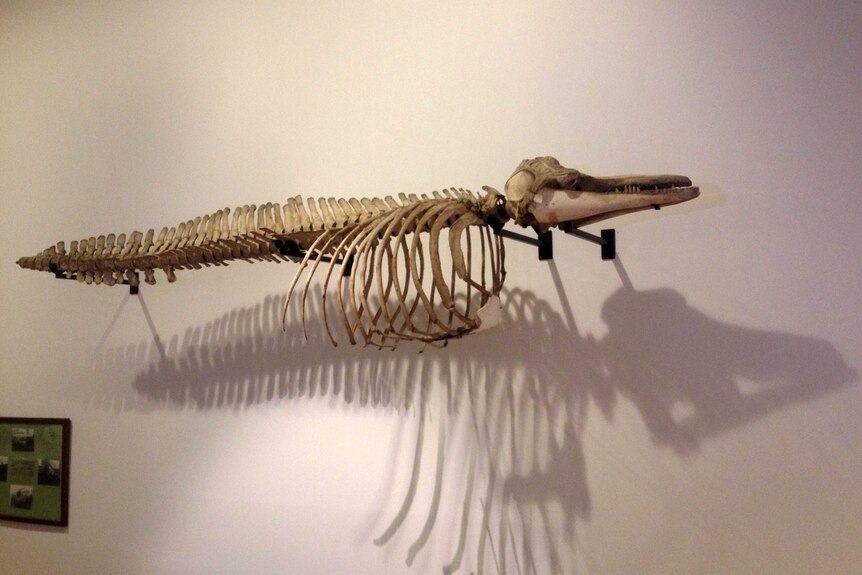 Skeleton of a bottlenose dolphin on museum wall