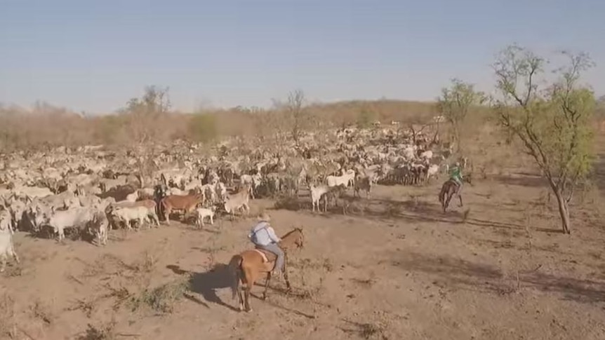 men on horses mustering cattle