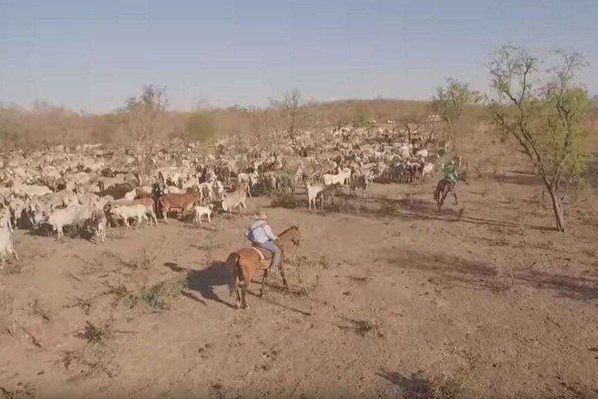 men on horses mustering cattle