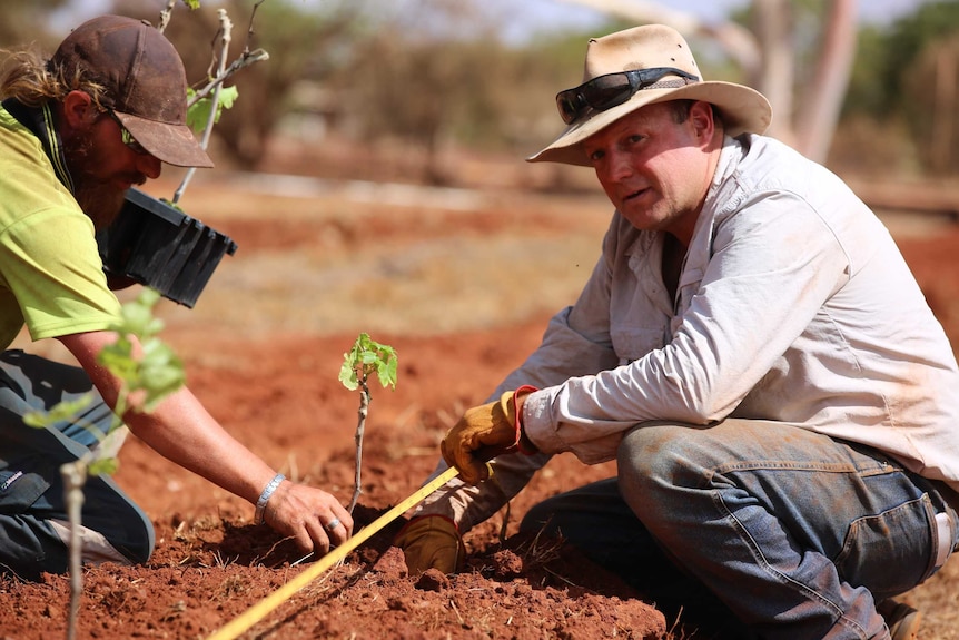 People planted table grape seedlings.