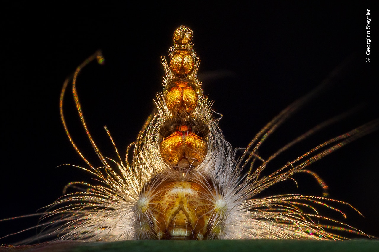 Caterpillar galva uz melnu fonu.