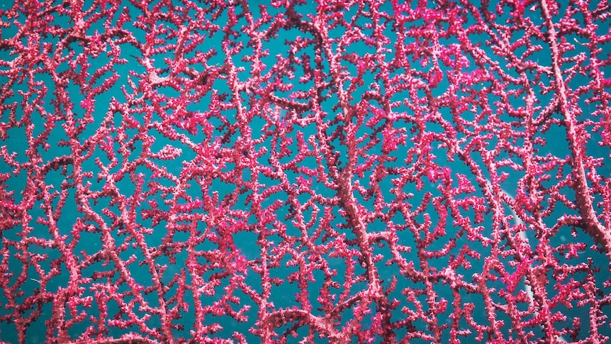 pink fan coral