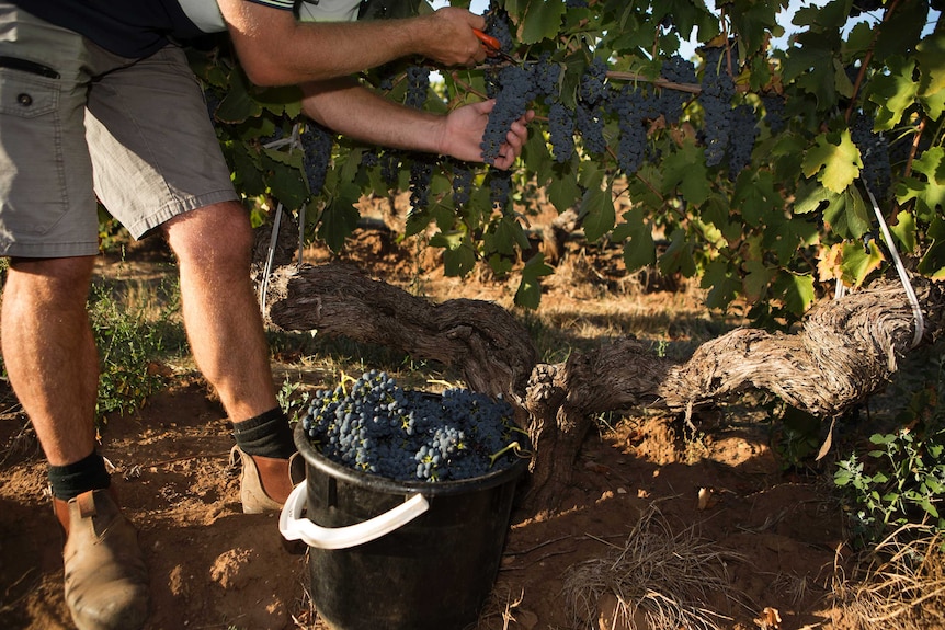 A man clipping grape bunches off the vine and putting them in a bucket.