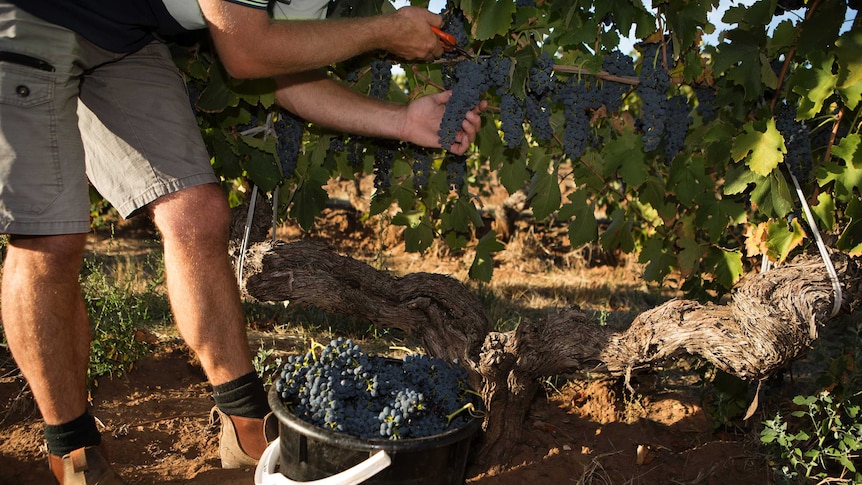 A man clipping grape bunches off the vine and putting them in a bucket.