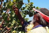Community elder James Yanawana picks gubinge from a tree in the West Kimberley