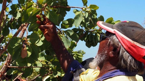 Community elder James Yanawana picks gubinge from a tree in the West Kimberley