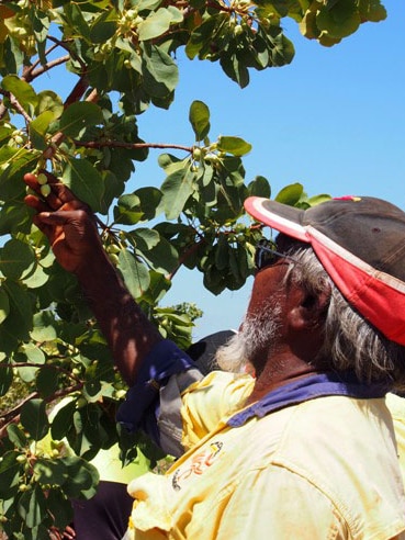 Community elder James Yanawana picks gubinge from a tree in the West Kimberley