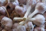 This local garlic has the roots attached however imported product must remove the roots to prevent contaminated soil issues.