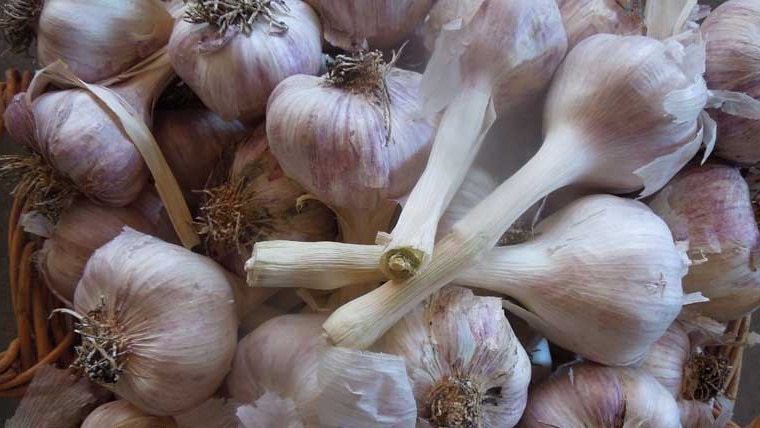 This local garlic has the roots attached however imported product must remove the roots to prevent contaminated soil issues.