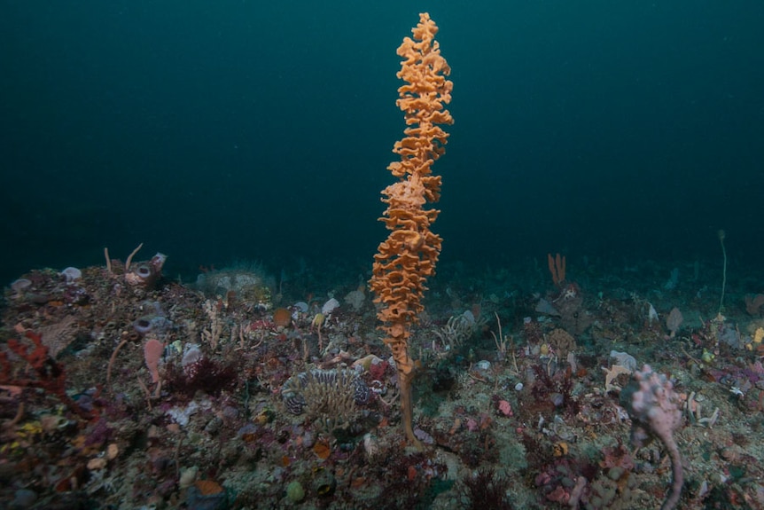 Plant life is seen on one of limestone columns