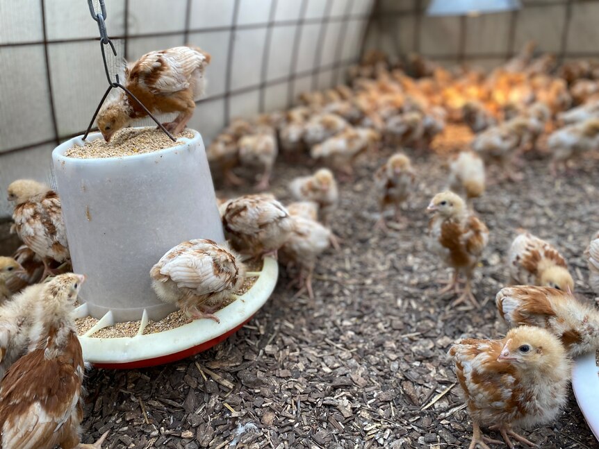 Hundreds of baby chicks huddle under a heat lamp in the background as a few gobble grains from a feeder in the foreground.