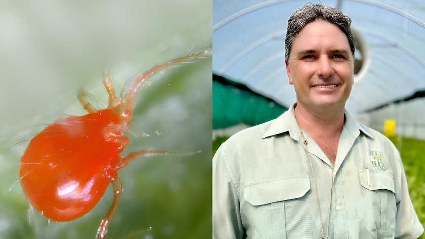 A composite image with a red bug on the left and a man in a greenhouse on the right.
