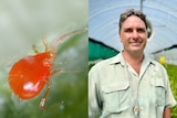 A composite image with a red bug on the left and a man in a greenhouse on the right.