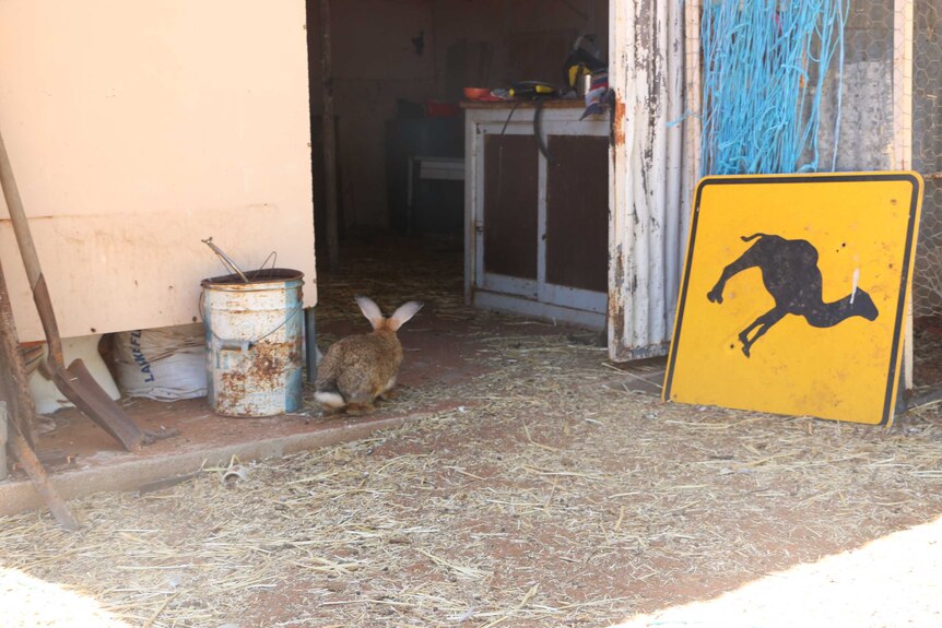 A rabbit at the Menindee animal sanctuary.