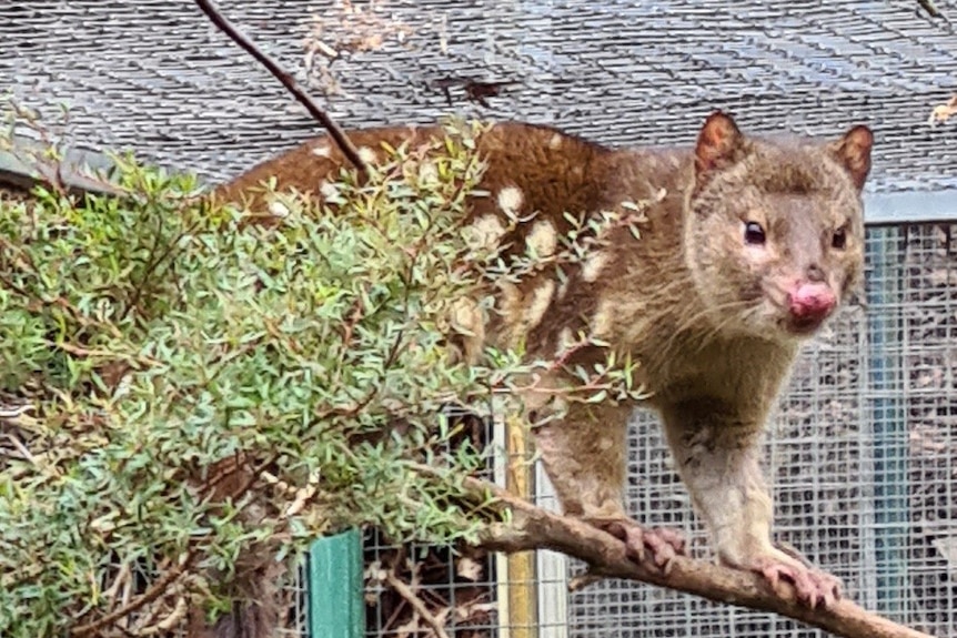 A small Quoll standing on a tree branch 