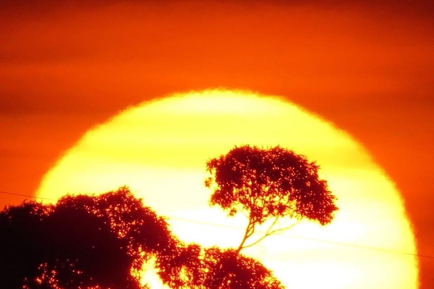 Sun shimmers and orange sky with trees in silhouette in Brisbane.