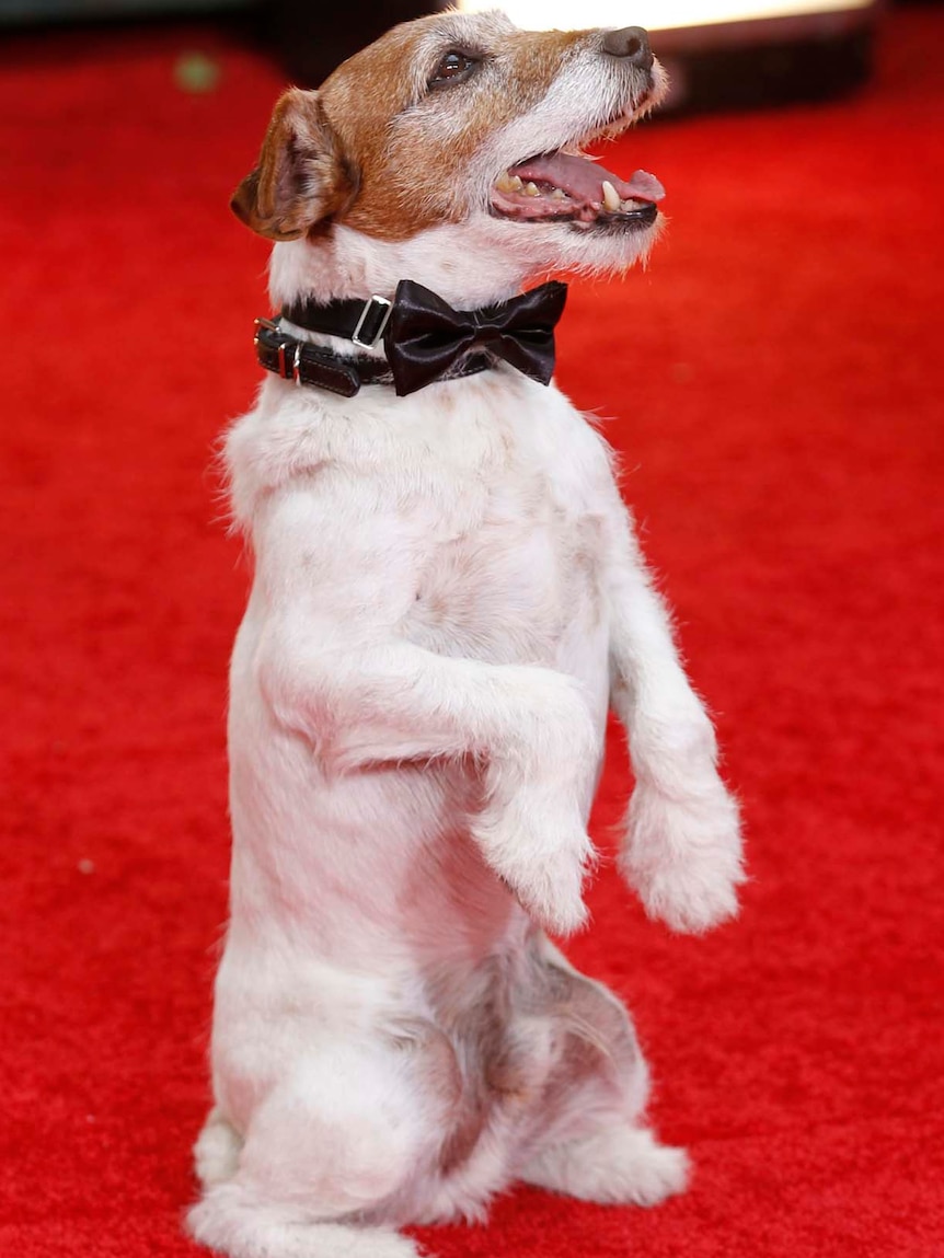 Uggie