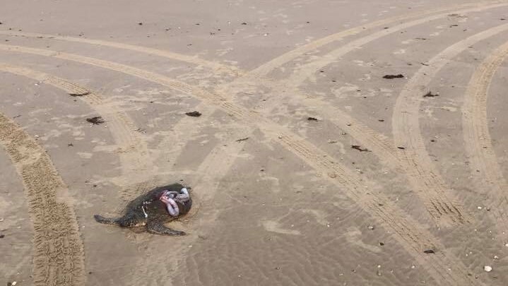 wide shot of turtle on beach