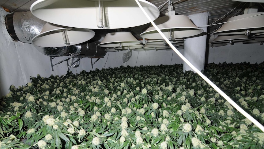 Underground cannabis crop