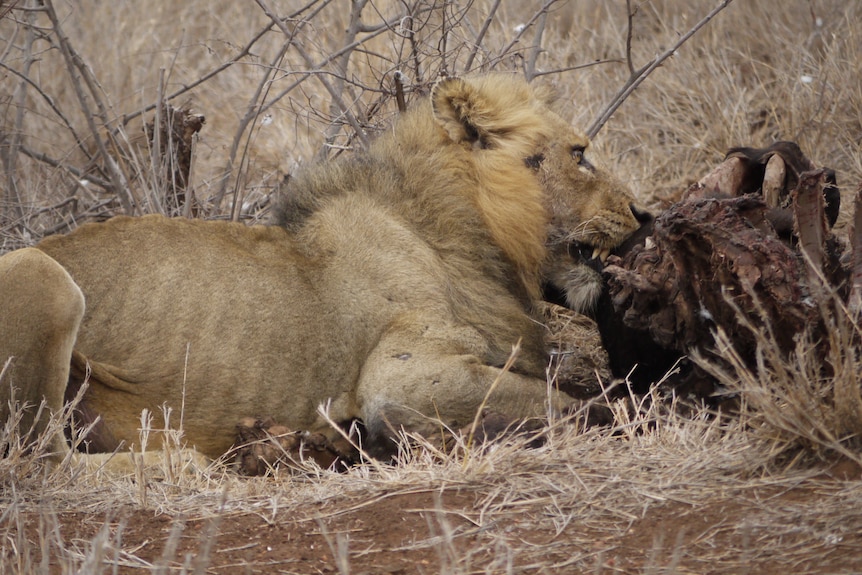 A thin-looking lion eats an animal