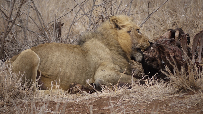 Computer modelling predicts climate change causing cascading animal ‘co-extinctions’