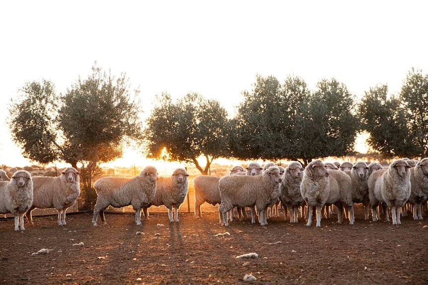 Sheep stand in front of a row of olive trees.