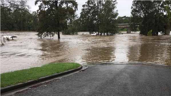 A dog stands in front of the flooded Hastings River in New South Wales.