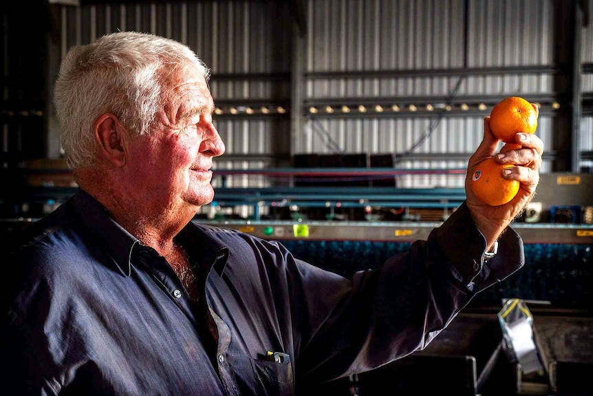 A man holds a couple of mandarins in his hand, inside a packing shed