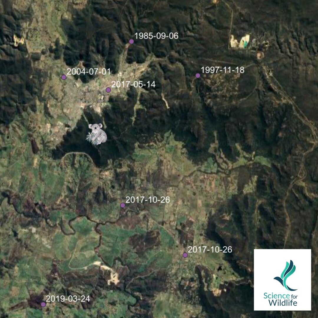 A satellite map of Lithgow and Blue mountains indicating koala sightings. 