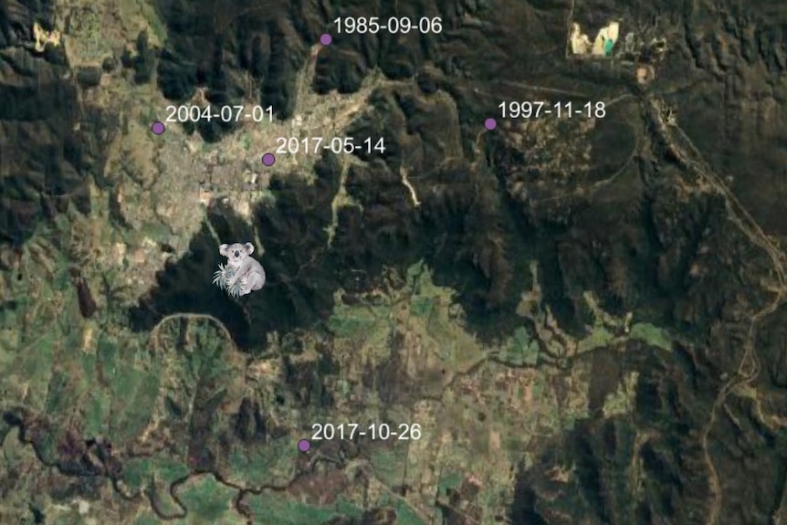 A satellite map of Lithgow and Blue mountains indicating koala sightings. 