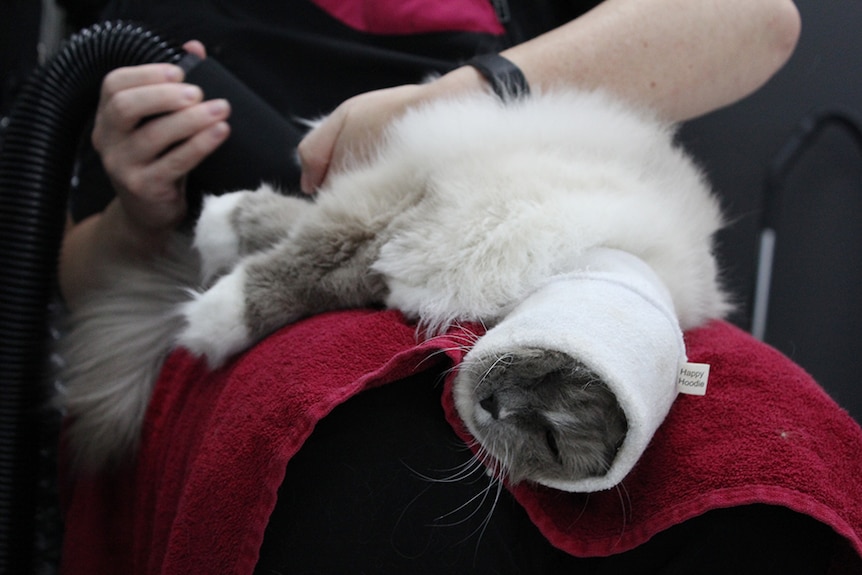 A white and grey ragdoll cat having her hair blow dried while laying on a groomer's lap.