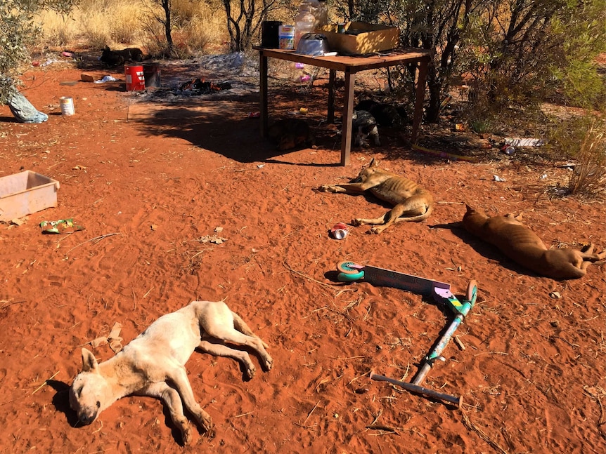 Dogs sleep in the red dirt at a camp in Utopia.