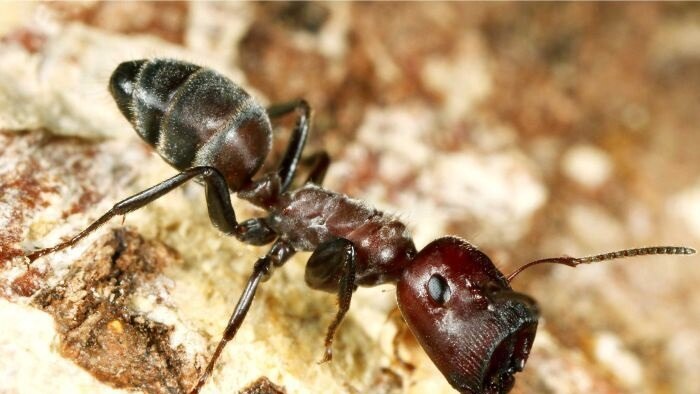 Plug-head ant