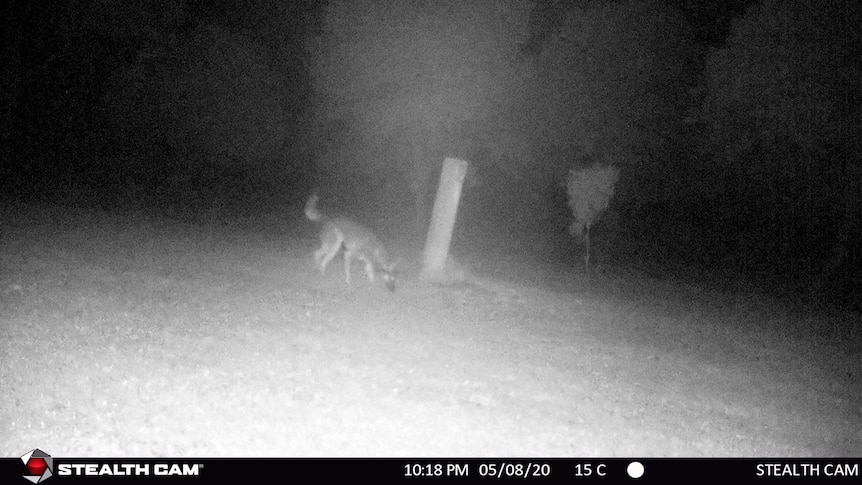 Black-and-white image of a wild dog on a farm at night