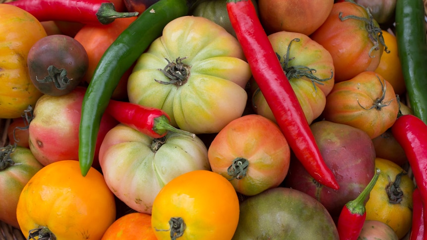 Tomato varieties in a basket