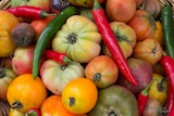 Tomato varieties in a basket