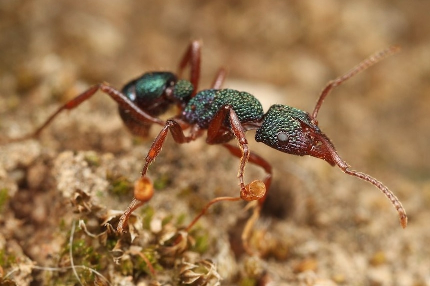 Green headed metallic ant