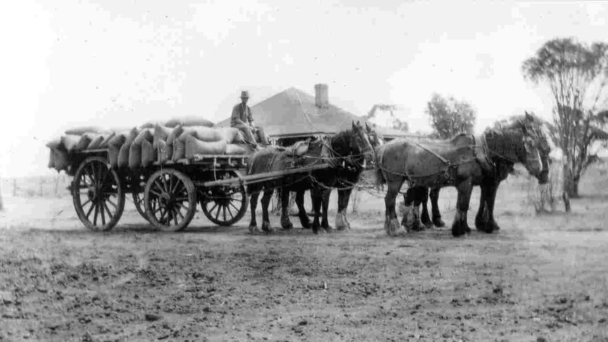 Soldier settler Tom White at Rosedale Western Australia, with a wagon & wheat.