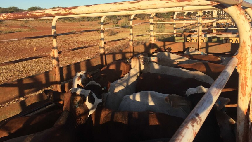 Trucking cattle