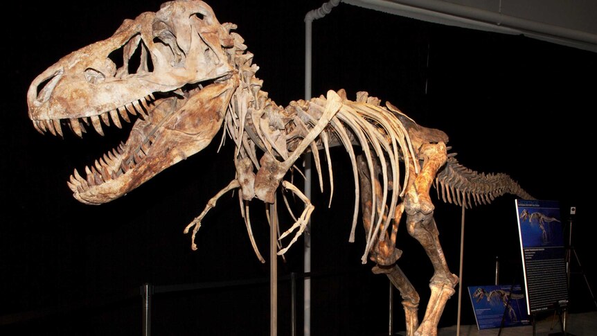 Tyrannosaurus bataar skeleton